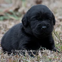 Paloma, a female Labrador Retriever for sale in Bowersville, GA – Photo 4 of 9