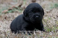 Paloma, a female Labrador Retriever for sale in Bowersville, GA – Photo 4 of 9