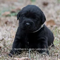 Paloma, a female Labrador Retriever for sale in Bowersville, GA – Photo 1 of 9