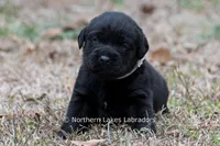 Paloma, a female Labrador Retriever for sale in Bowersville, GA – Photo 1 of 9