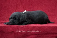 Nikki, a female Labrador Retriever for sale in Bowersville, GA – 2 of 3
