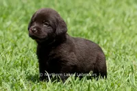 Eliza, a female Labrador Retriever for sale in Bowersville, GA – 2 of 5