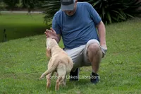 Vienna, a female Labrador Retriever for sale in Bowersville, GA – 9 of 9