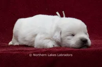 Mora, a female Labrador Retriever for sale in Bowersville, GA – 2 of 3