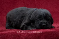 Nolan, a male Labrador Retriever for sale in Bowersville, GA – 3 of 3