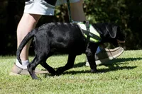 Lexie, a female Labrador Retriever for sale in Bowersville, GA – 4 of 10