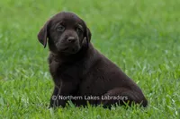 Ember, a female Labrador Retriever for sale in Bowersville, GA – 2 of 7