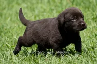Ellie, a female Labrador Retriever for sale in Bowersville, GA – 3 of 4