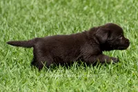 Eliza, a female Labrador Retriever for sale in Bowersville, GA – 5 of 5