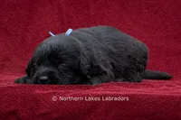 Nolan, a male Labrador Retriever for sale in Bowersville, GA – 2 of 3