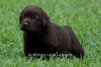 Emmie, a female Labrador Retriever for sale in Bowersville, GA – 3 of 6