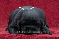 Nellie, a female Labrador Retriever for sale in Bowersville, GA – 2 of 3