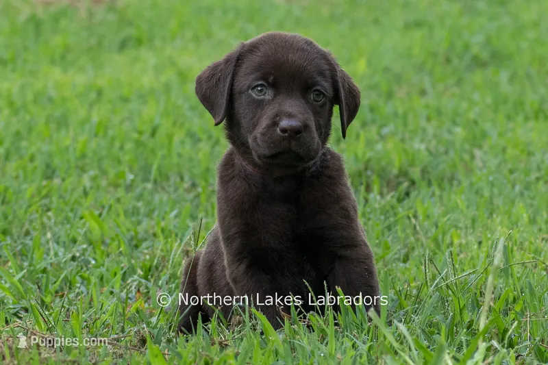 Eloise – Labrador Retriever puppy for sale in Bowersville, GA