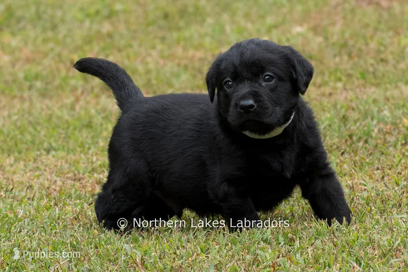 Nelson – Labrador Retriever puppy for sale in Bowersville, GA