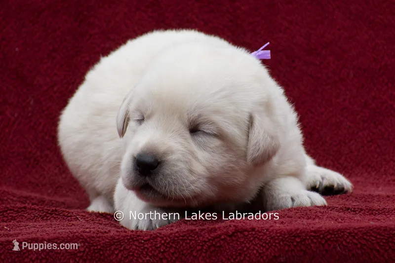 Meredith – Labrador Retriever puppy for sale in Bowersville, GA