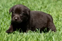 Ember, a female Labrador Retriever for sale in Bowersville, GA – 3 of 5