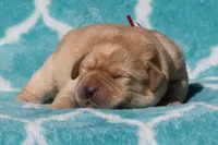 processed/4dbf1fb5-0dfe-4228-93f4-cfac9f049294/listing/89d1d727-61f9-427a-b577-d92f18e9f6f4/0ddc2784-fd82-4ae2-8bf5-9bd7d8de3d2f