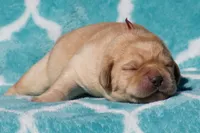 processed/4dbf1fb5-0dfe-4228-93f4-cfac9f049294/listing/89d1d727-61f9-427a-b577-d92f18e9f6f4/1b7d37ae-54bf-4653-8545-41b1e06f35c7