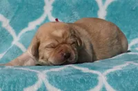 processed/4dbf1fb5-0dfe-4228-93f4-cfac9f049294/listing/89d1d727-61f9-427a-b577-d92f18e9f6f4/6c06c700-0887-4e22-a8d3-6b40b6fadccb