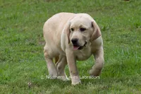 Vienna, a female Labrador Retriever for sale in Bowersville, GA – 6 of 9