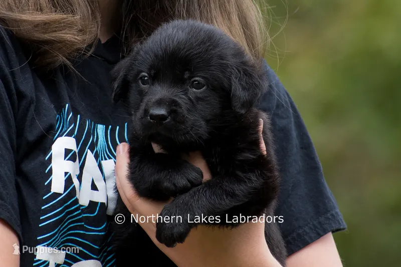 Nolan – Labrador Retriever puppy for sale in Bowersville, GA