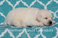 Easton, a male Labrador Retriever for sale in Bowersville, GA – Photo 4 of 5