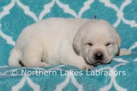 Easton, a male Labrador Retriever for sale in Bowersville, GA – Photo 5 of 5