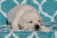 Easton, a male Labrador Retriever for sale in Bowersville, GA – Photo 2 of 5