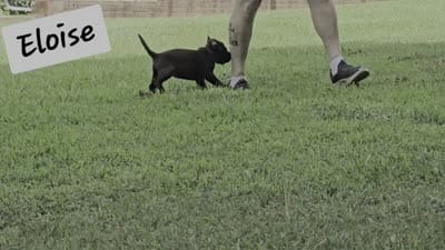 Eloise, a female Labrador Retriever for sale in Bowersville, GA – 2 of 8