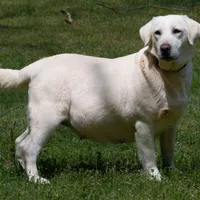 White Yellows, a male Labrador Retriever for sale in Bowersville, GA – Photo 1 of 2