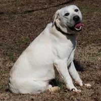 White Yellows, a male Labrador Retriever for sale in Bowersville, GA – Photo 2 of 2