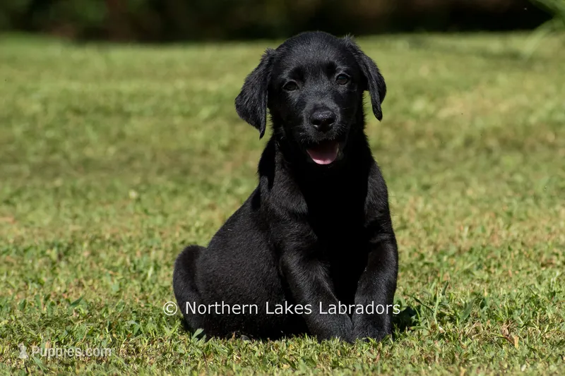 Ethan – Labrador Retriever puppy for sale in Bowersville, GA