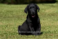 Ethan, a male Labrador Retriever for sale in Bowersville, GA – 5 of 9