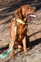 Chili, a male Labrador Retriever for sale in Bowersville, GA – 6 of 9