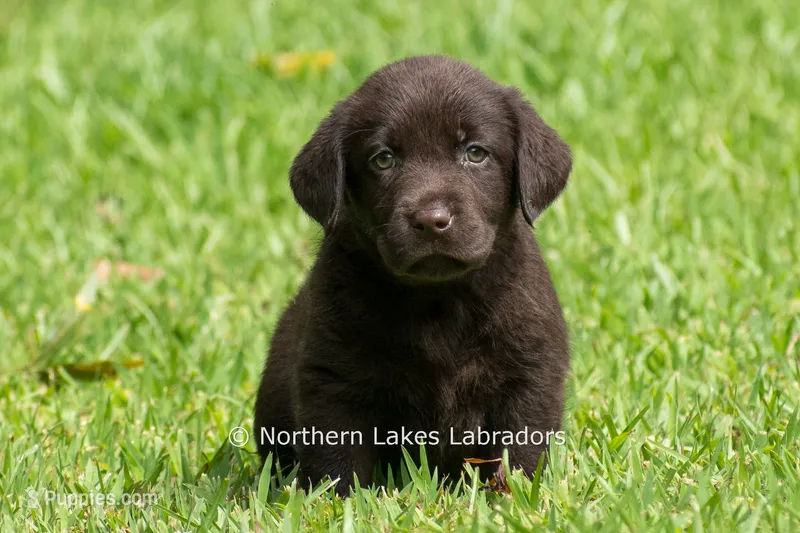 Eliza – Labrador Retriever puppy for sale in Bowersville, GA