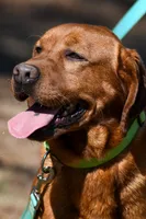 Chili, a male Labrador Retriever for sale in Bowersville, GA – 5 of 9