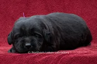 Navy, a female Labrador Retriever for sale in Bowersville, GA – 2 of 4