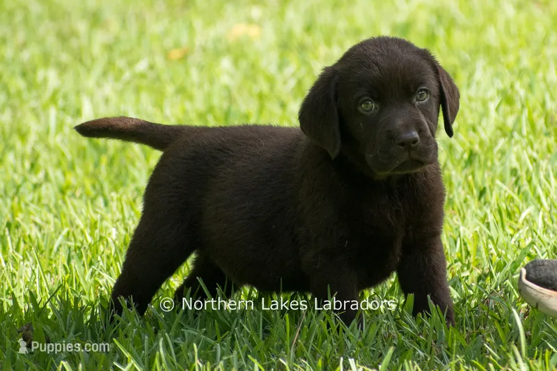 Ezra – Labrador Retriever puppy for sale in Bowersville, GA