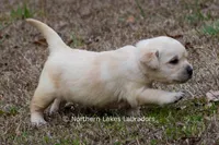 Kellie, a female Labrador Retriever for sale in Bowersville, GA – Photo 2 of 9