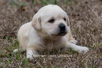 Kellie, a female Labrador Retriever for sale in Bowersville, GA – Photo 5 of 9