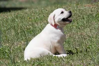 Kellie, a female Labrador Retriever for sale in Bowersville, GA – Photo 3 of 10