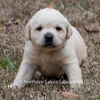 Kellie, a female Labrador Retriever for sale in Bowersville, GA – Photo 9 of 10