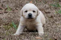 Kellie, a female Labrador Retriever for sale in Bowersville, GA – Photo 7 of 9