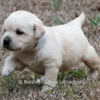 Kellie, a female Labrador Retriever for sale in Bowersville, GA – Photo 8 of 10