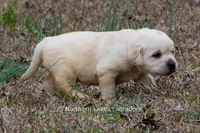 Kellie, a female Labrador Retriever for sale in Bowersville, GA – Photo 9 of 9