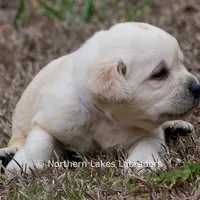 Kellie, a female Labrador Retriever for sale in Bowersville, GA – Photo 7 of 10