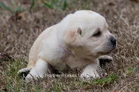 Kellie, a female Labrador Retriever for sale in Bowersville, GA – Photo 4 of 9