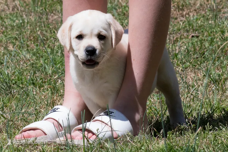 Kellie – Labrador Retriever puppy for sale in Bowersville, GA