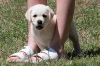 Kellie, a female Labrador Retriever for sale in Bowersville, GA – Photo 1 of 10