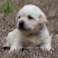 Kellie, a female Labrador Retriever for sale in Bowersville, GA – Photo 6 of 10